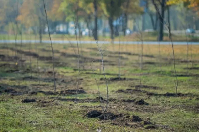 Erdőtelepítéssel a légszennyezés csökkentésért - A Procter&Gamble ’Ültessünk MÉG, jobb levegőt!’ erdőtelepítési programjával tovább gyarapítja Magyarország erdőállományát