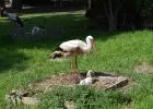 Mentett gólyák nevelik fiókáikat a Margitszigeti Kisállatkertben - A gyerekek is beláthatnak a fészkek belsejébe