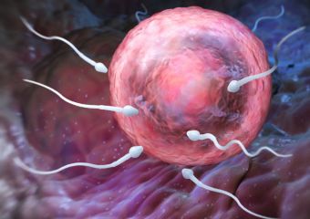 A petesejt választja ki a megfelelő spermiumot a legújabb kutatások szerint