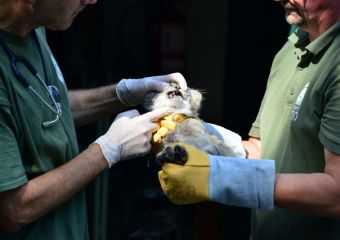 Mérlegen a manulkölykök - Hat hét alatt megháromszorozták a súlyukat az Állatkertben cseperedő pusztai macskák