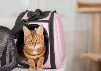Külföldre vinnéd kedvenced? Ne felejtsd el kikérni kisállatod útlevelét!