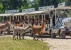 Éjszaka a Safari Parkban