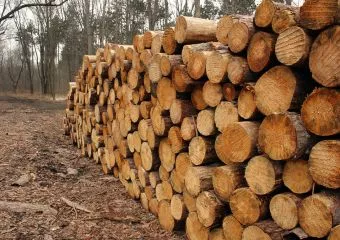 Az erdőgazdaságoknál is lehet tűzifát vásárolni jövő héttől, hatósági áron