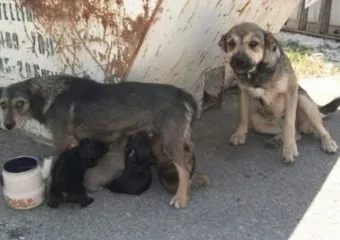 Így előzhető meg a tavaszi kóbor kutya, és cica bumm