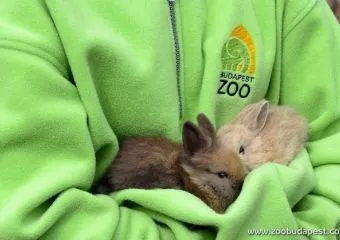 Programokkal és kisállatokkal készül az Állatkert a húsvétra A felelős állattartásra is felhívják a figyelmet, különösen a húsvéti nyulak kapcsán