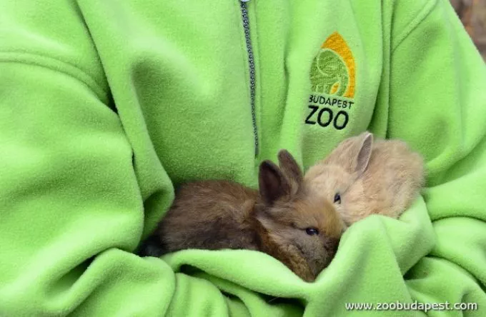 Programokkal és kisállatokkal készül az Állatkert a húsvétra A felelős állattartásra is felhívják a figyelmet, különösen a húsvéti nyulak kapcsán