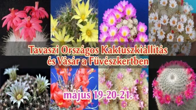 "Mammillariák, a szemölcskaktuszok nemzetsége" - Tavaszi Országos Kaktuszkiállítás és Vásár az ELTE Füvészkertben május 19-21-ig - Nyereményjáték!