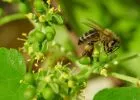Magyarországon közel 300 ezer méhcsalád pusztul el minden télen - Idén is támogatja az Országos Magyar Méhészeti Egyesület munkáját a SIÓ