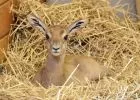 A vadonban már kihalt mhorr gazella született az Állatkertben - A veszélyeztetett tarvarjaknál is több fióka cseperedik