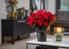 Az advent sztárja - Egyedi DIY ünnepi dekorációs ötletek mikulásvirággal