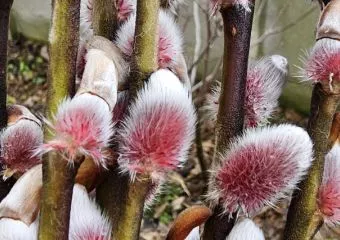 Salix gracilistyla Mount Aso - Rózsaszín barkafűz