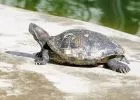 Úton átkelő teknősökre figyelmeztet a természetvédelmi egyesület