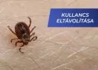 Tények és tévhitek a kullancs helyes eltávolításáról - VIDEÓVAL