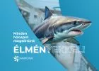 Idén még több izgalmas programmal készül a Campona