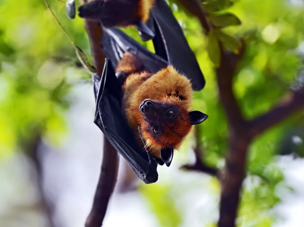 Nipah-vírus Indiában, riasztás a reptereken. Kell-e ettől félned Magyarországon?