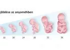 Első trimeszter (1-13. hét): tünetek, veszélyek, vizsgálatok - teljes útmutató