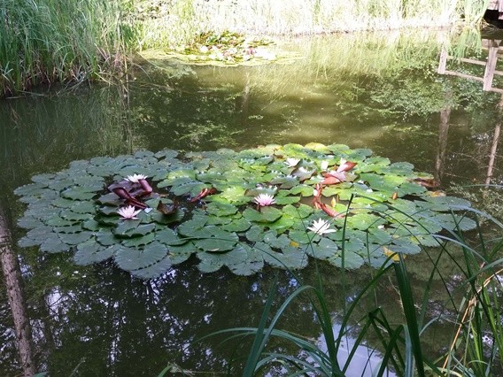 Budakeszi Arborétum