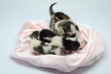 A kérés, aminek csak rossz szülő enged: - Hadd szülessen kölyök nálunk!