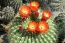 "Dél-Amerika szukkulensei" (kaktuszok, orchideák és broméliák) - őszi Országos Kaktuszkiállítás és Vásár az ELTE Füvészkertben szeptember 8-10-ig - Nyereményjáték!