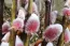 Salix gracilistyla Mount Aso - Rózsaszín barkafűz