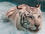 white-tiger-in-water-wallpapertigris.jpg