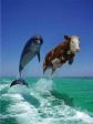delfinestehen.jpg