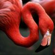 FLAMINGO.JPG