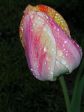 Könnyező tulipán.jpg