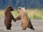 grizzly cubs.jpg