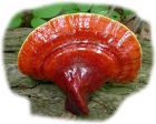 ganoderma gomba.jpg