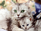 Cicamama_thumb.gif